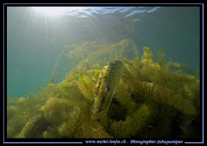 Pike Fish... ;O)... by Michel Lonfat 